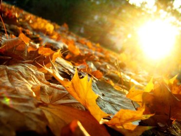 autumn_leaves_by_artifexa